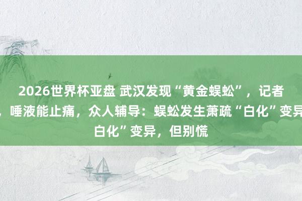 2026世界杯亚盘 武汉发现“黄金蜈蚣”，记者亲测被咬，唾液能止痛，众人辅导：蜈蚣发生萧疏“白化”变异，但别慌