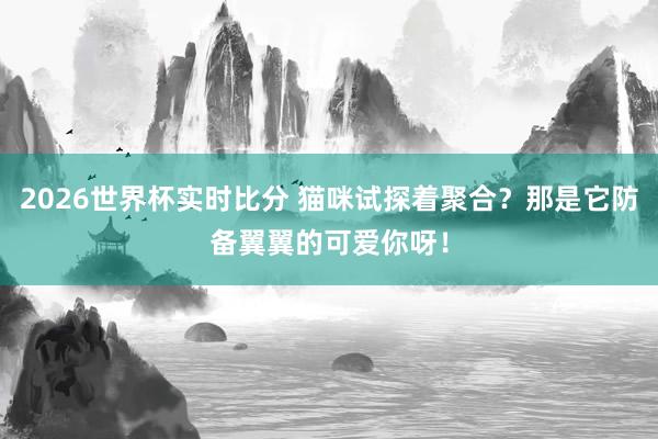 2026世界杯实时比分 猫咪试探着聚合？那是它防备翼翼的可爱你呀！