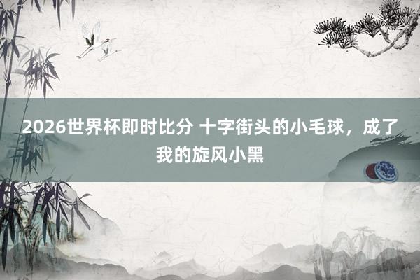 2026世界杯即时比分 十字街头的小毛球，成了我的旋风小黑