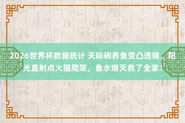 2026世界杯数据统计 天际碗养鱼变凸透镜，阳光直射点火猫爬架，鱼水熄灭救了全家！