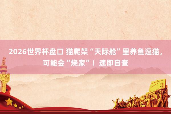 2026世界杯盘口 猫爬架“天际舱”里养鱼逗猫，可能会“烧家”！速即自查