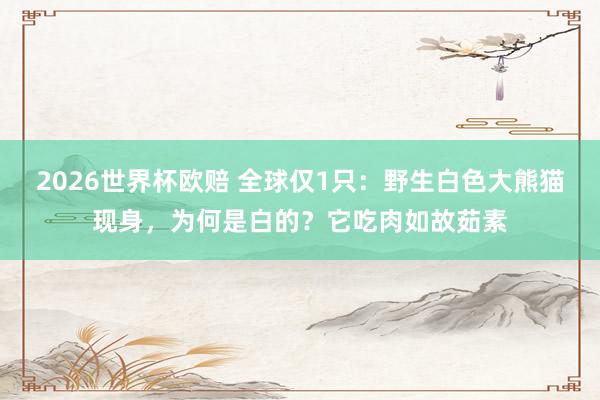 2026世界杯欧赔 全球仅1只：野生白色大熊猫现身，为何是白的？它吃肉如故茹素